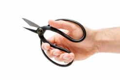 Tillandsia Air Plant Tool Set -Air plant supply co. Tillandsia Air Plant Scissors Tools 12 1 scaled