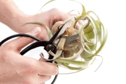 Bonsai-Style Pruning Scissors For Tillandsia Air Plants -Air plant supply co. Tillandsia Air Plant Scissors Tools