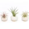 White Urchins With Tillandsia Air Plants - Set Of 1, 3 Or 5