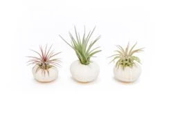 White Urchins With Tillandsia Air Plants - Set Of 1, 3 Or 5