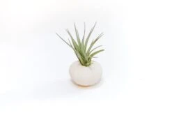Collection Of 3 Unique Urchins With Tillandsia Air Plants -Air plant supply co. Tillandsia Air Plant Sea Urchin 101 scaled