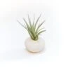 White Urchin With Tillandsia Air Plant