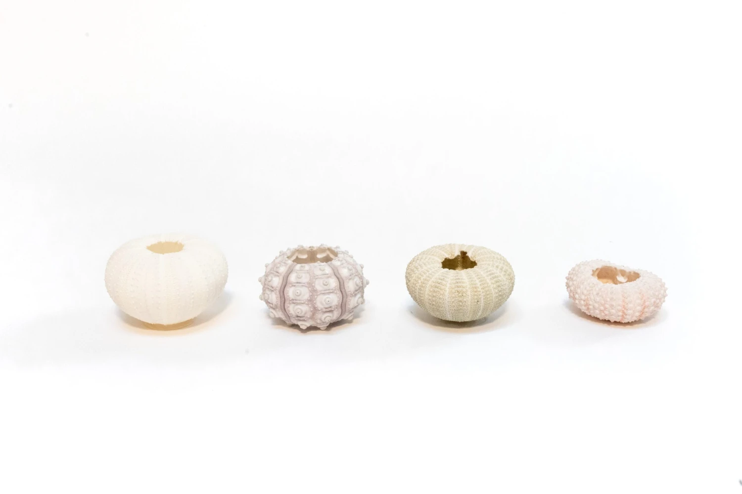 Green Urchins With Tillandsia Air Plants - Set Of 1, 3 Or 5 6 Green Urchins With Tillandsia Air Plants - Set Of 1, 3 Or 5 - Image 6