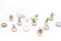 Purple Urchin With Tillandsia Air Plant - Set Of 3, 6 Or 9 -Air plant supply co. Tillandsia Air Plant Sea Urchin 104 dd81e965 c74a 40dc 9d17 15b2e8c42591 scaled
