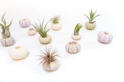 Collection Of 3 Unique Urchins With Tillandsia Air Plants -Air plant supply co. Tillandsia Air Plant Sea Urchin 105 scaled