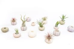 Purple Urchin With Tillandsia Air Plant -Air plant supply co. Tillandsia Air Plant Sea Urchin 1 52bcb888 0438 4412 94c9 82d59927fc30 scaled