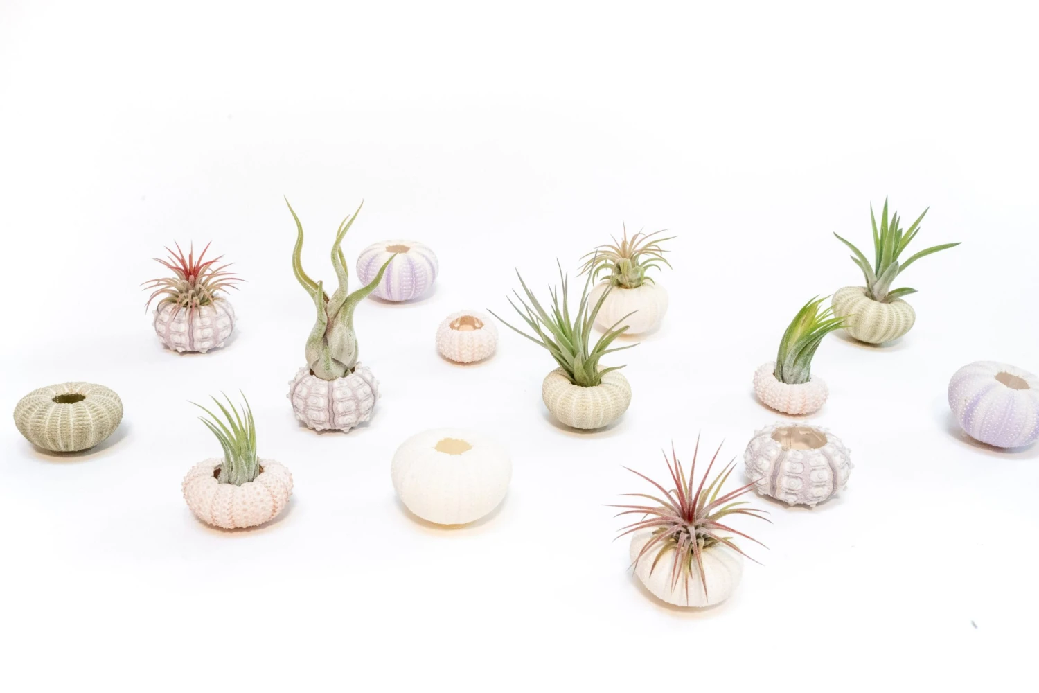 Green Urchins With Tillandsia Air Plants - Set Of 1, 3 Or 5 7 Green Urchins With Tillandsia Air Plants - Set Of 1, 3 Or 5 - Image 7