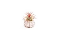 Collection Of 3 Unique Urchins With Tillandsia Air Plants -Air plant supply co. Tillandsia Air Plant Sea Urchin 93 scaled