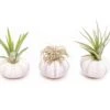 Purple Urchin With Tillandsia Air Plant - Set Of 1, 3 Or 5