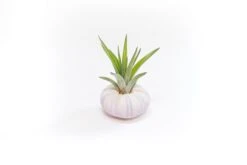 Gift Wrapped Purple Urchins With Tillandsia Air Plants 5 Gift Wrapped Purple Urchins With Tillandsia Air Plants -Air plant supply co. Tillandsia Air Plant Sea Urchin 95 726f9893 54de 42e4 99ad bac3cc7538fd scaled