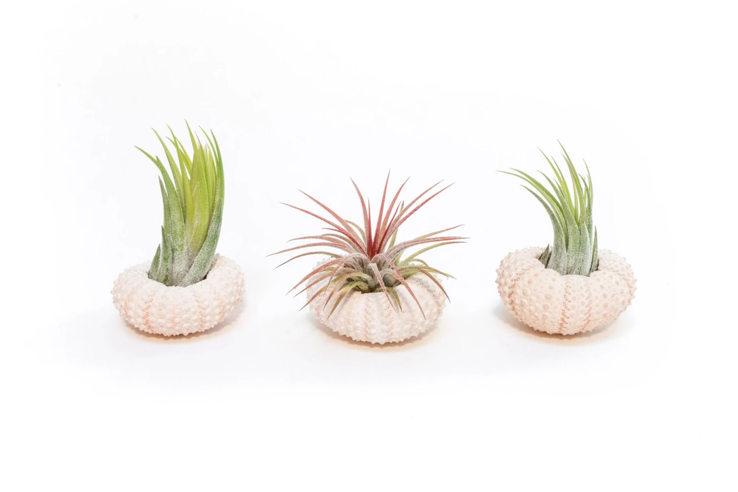 Pink Urchins With Tillandsia Air Plants 1 Pink Urchins With Tillandsia Air Plants