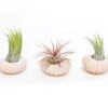 Pink Urchins With Tillandsia Air Plants - Set Of 3