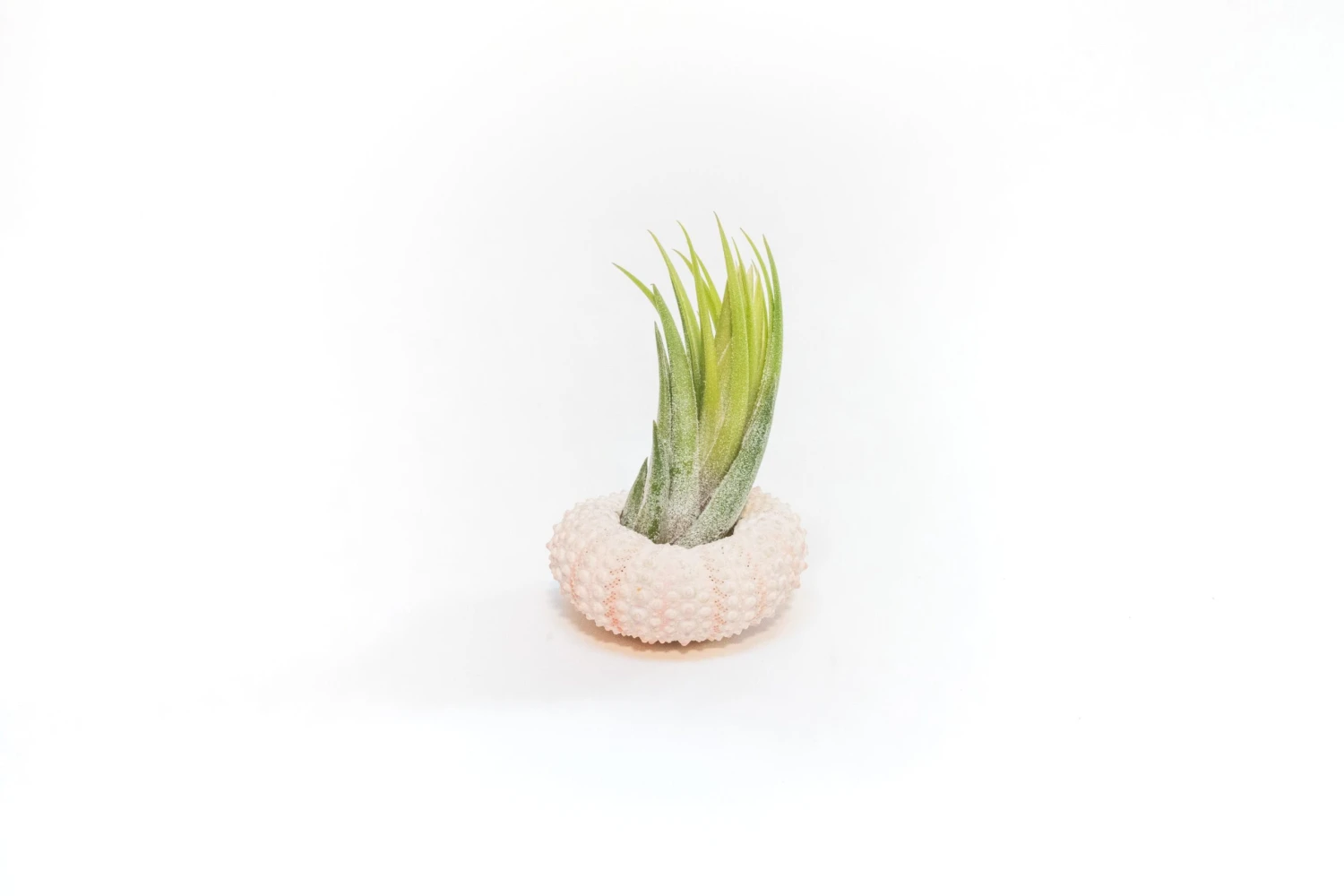 Pink Urchins With Tillandsia Air Plants 2 Pink Urchins With Tillandsia Air Plants - Image 2