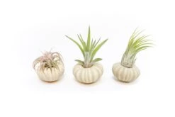 Green Urchin With Tillandsia Air Plant -Air plant supply co. Tillandsia Air Plant Sea Urchin 98 scaled