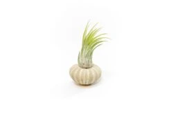 Green Urchins With Tillandsia Air Plants - Set Of 3, 6 Or 9 -Air plant supply co. Tillandsia Air Plant Sea Urchin 99 1538f03c f975 4f98 9a09 53a1bae97696 scaled