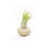 Green Urchin With Tillandsia Air Plant