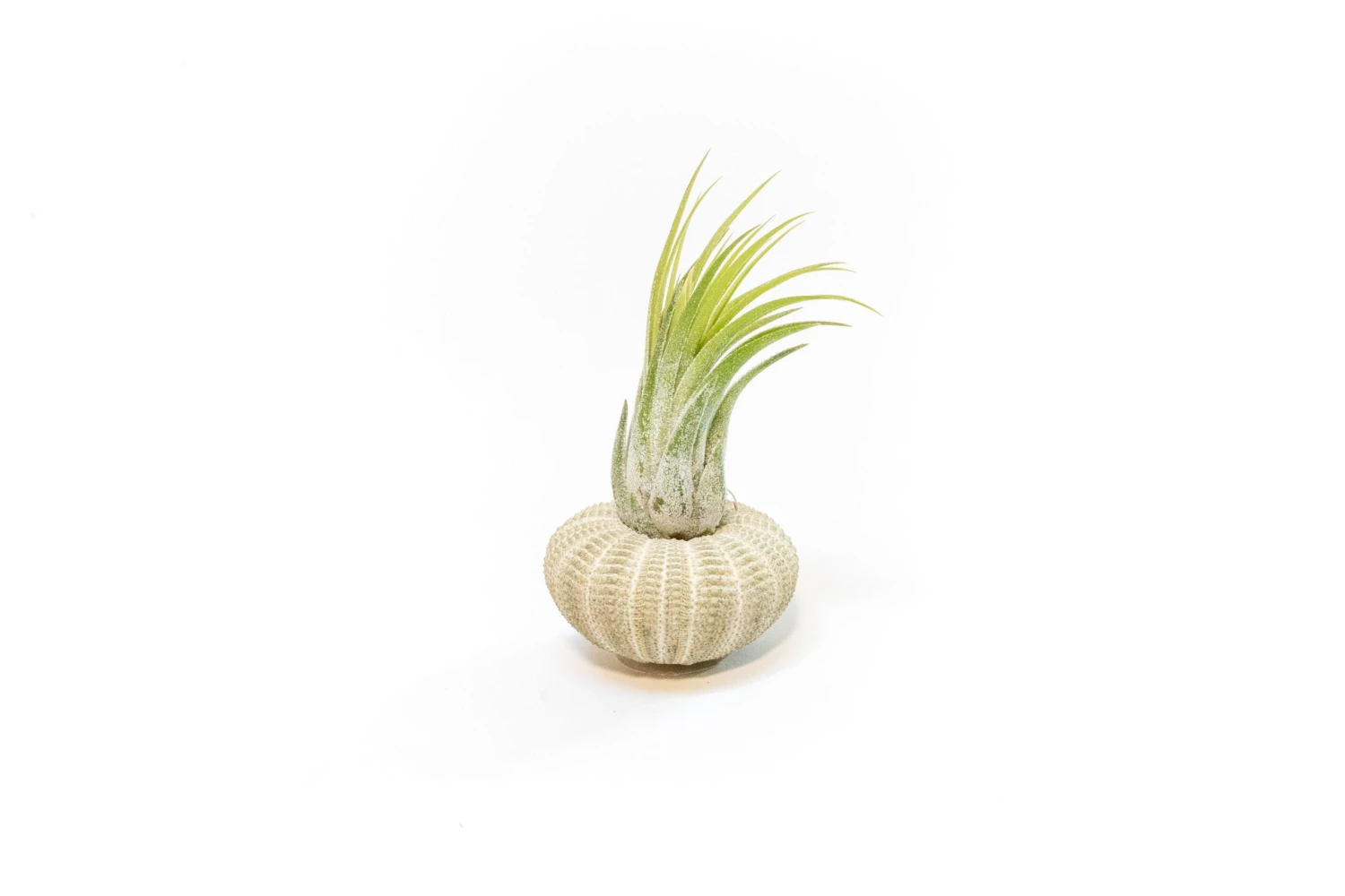 Green Urchins With Tillandsia Air Plants - Set Of 1, 3 Or 5 3 Green Urchins With Tillandsia Air Plants - Set Of 1, 3 Or 5 - Image 3