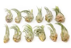 Large Tillandsia Seleriana Air Plants / 6-8 Inch Plants -Air plant supply co. Tillandsia Air Plant Seleriana 1 e0e1cb64 8fac 4d8f a21f 09ea4d29c7c5