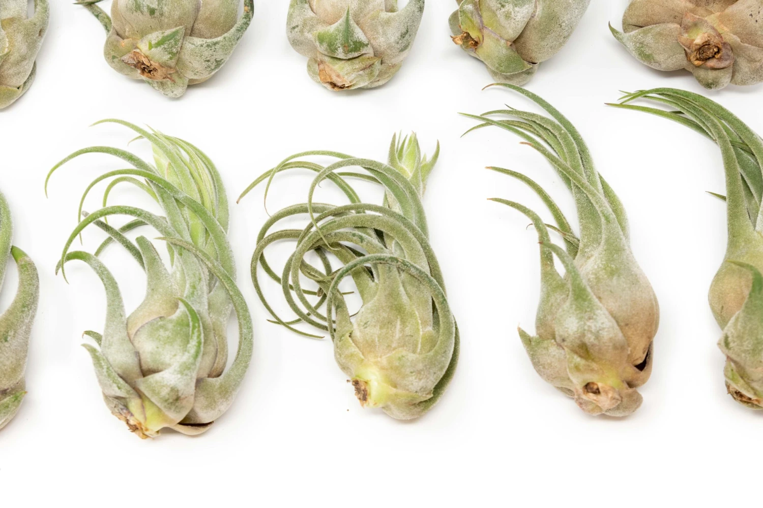 SALE - Tillandsia Seleriana Air Plants - Set Of 5 Or 10 - 50% Off 2 SALE - Tillandsia Seleriana Air Plants - Set Of 5 Or 10 - 50% Off - Image 2