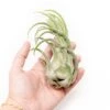 SALE - Tillandsia Seleriana Air Plants - Set Of 5 Or 10 - 50% Off