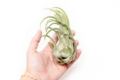 The Mayan Collection Of Tillandsia Air Plants -Air plant supply co. Tillandsia Air Plant Seleriana 3 24cd723b c283 49cb 91a1 07ca8488b325 1