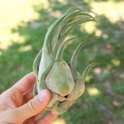 SALE - Tillandsia Seleriana Air Plants - Set Of 5 Or 10 - 50% Off 5 SALE - Tillandsia Seleriana Air Plants - Set Of 5 Or 10 - 50% Off -Air plant supply co. Tillandsia Air Plant Seleriana ada5f01f 9821 42c1 a38f 3a1b7caf44df