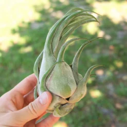 SALE - Tillandsia Seleriana Air Plants - Set Of 5 Or 10 - 50% Off -Air plant supply co. Tillandsia Air Plant Seleriana ada5f01f 9821 42c1 a38f 3a1b7caf44df scaled