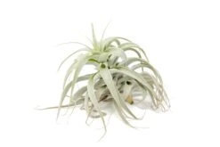 Tillandsia Cacticola Long Form Silver Air Plants -Air plant supply co. Tillandsia Air Plant Small Cacticola 1