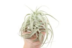 Tillandsia Cacticola Long Form Silver Air Plants -Air plant supply co. Tillandsia Air Plant Small Cacticola 2