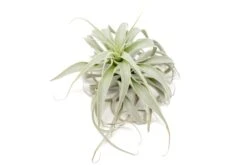 Tillandsia Cacticola Long Form Silver Air Plants -Air plant supply co. Tillandsia Air Plant Small Cacticola 3