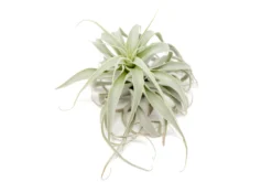Tillandsia Cacticola Long Form Silver Air Plants -Air plant supply co. Tillandsia Air Plant Small Cacticola 3 scaled