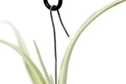 Tillandsia Duratii - Multiple Sizes - Limited Quantities -Air plant supply co. Tillandsia Air Plant Small Duratii Hook 18
