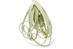Tillandsia Duratii - Multiple Sizes - Limited Quantities -Air plant supply co. Tillandsia Air Plant Small Duratii Hook 19