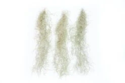 Guatemala Gray Spanish Moss - Tillandsia Usneoides - 1 To 2.5 Foot Strands