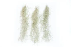 Guatemala Gray Spanish Moss - Tillandsia Usneoides - 1 To 2.5 Foot Strands