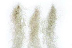 Guatemala Gray Spanish Moss - Tillandsia Usneoides - 1 To 2.5 Foot Strands -Air plant supply co. Tillandsia Air Plant Spanish Moss 2 scaled
