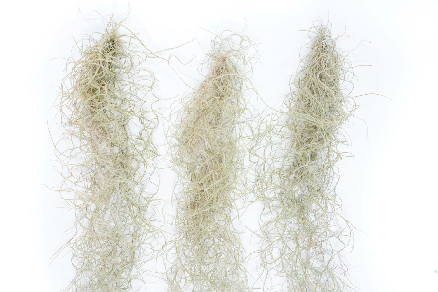 Guatemala Gray Spanish Moss - Tillandsia Usneoides - 1 To 2.5 Foot Strands 3 Guatemala Gray Spanish Moss - Tillandsia Usneoides - 1 To 2.5 Foot Strands - Image 3