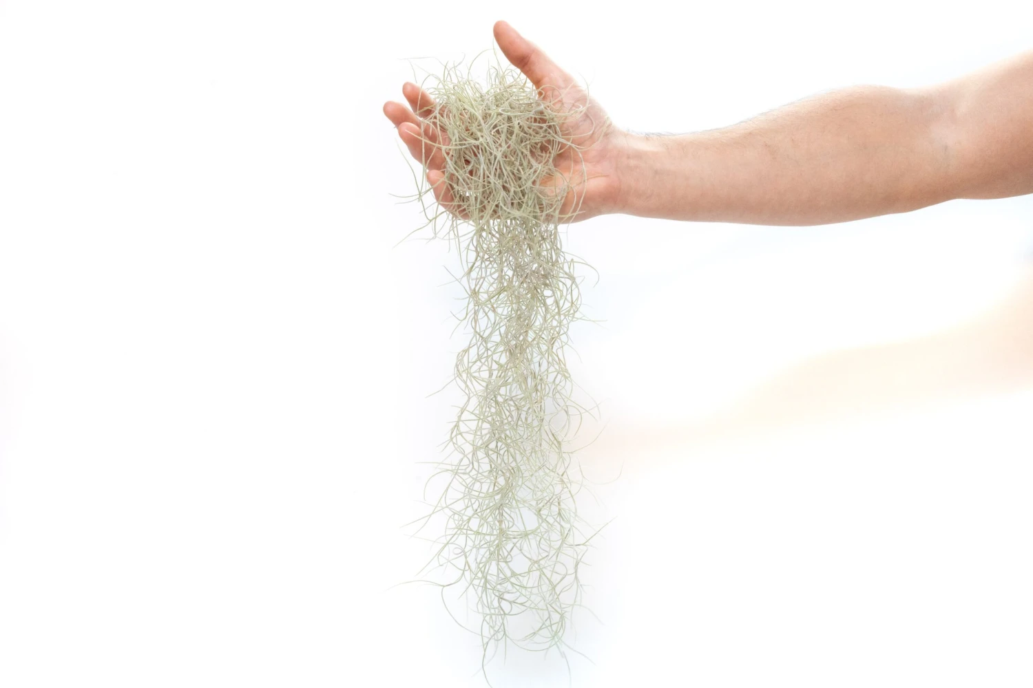 Guatemala Gray Spanish Moss - Tillandsia Usneoides - 1 To 2.5 Foot Strands 2 Guatemala Gray Spanish Moss - Tillandsia Usneoides - 1 To 2.5 Foot Strands - Image 2