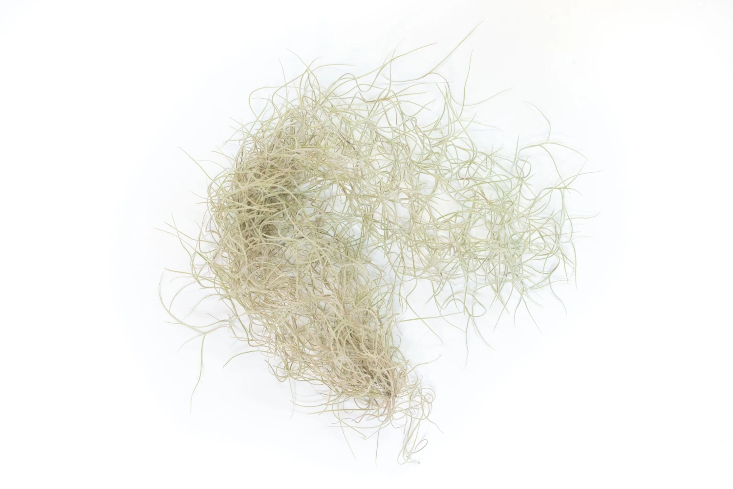 Guatemala Gray Spanish Moss - Tillandsia Usneoides - 1 To 2.5 Foot Strands 4 Guatemala Gray Spanish Moss - Tillandsia Usneoides - 1 To 2.5 Foot Strands - Image 4