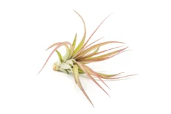 Collector's Choice Collection Of Tillandsia Air Plants -Air plant supply co. Tillandsia Air Plant Sparkler 1 1 scaled