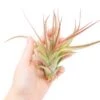 Tillandsia 'Sparkler' Air Plants