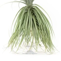 Huge Tillandsia Straminea 'Thick Leaf' - Specimen Plants - Limited Quantities -Air plant supply co. Tillandsia Air Plant Straminea