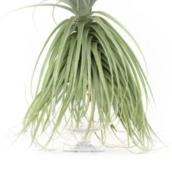 Huge Tillandsia Straminea 'Thick Leaf' - Specimen Plants - Limited Quantities -Air plant supply co. Tillandsia Air Plant Straminea scaled