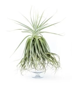Huge Tillandsia Straminea 'Thick Leaf' - Specimen Plants - Limited Quantities -Air plant supply co. Tillandsia Air Plant Straminea 14