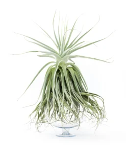 Huge Tillandsia Straminea 'Thick Leaf' - Specimen Plants - Limited Quantities -Air plant supply co. Tillandsia Air Plant Straminea 14 scaled