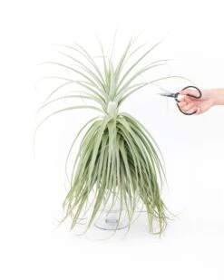 Huge Tillandsia Straminea 'Thick Leaf' - Specimen Plants - Limited Quantities -Air plant supply co. Tillandsia Air Plant Straminea 2