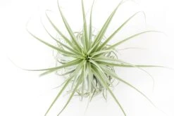 Huge Tillandsia Straminea 'Thick Leaf' - Specimen Plants - Limited Quantities -Air plant supply co. Tillandsia Air Plant Straminea 5