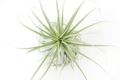 Huge Tillandsia Straminea 'Thick Leaf' - Specimen Plants - Limited Quantities -Air plant supply co. Tillandsia Air Plant Straminea 5 scaled