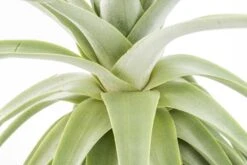 Huge Tillandsia Straminea 'Thick Leaf' - Specimen Plants - Limited Quantities -Air plant supply co. Tillandsia Air Plant Straminea 7