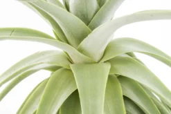 Huge Tillandsia Straminea 'Thick Leaf' - Specimen Plants - Limited Quantities -Air plant supply co. Tillandsia Air Plant Straminea 7 scaled